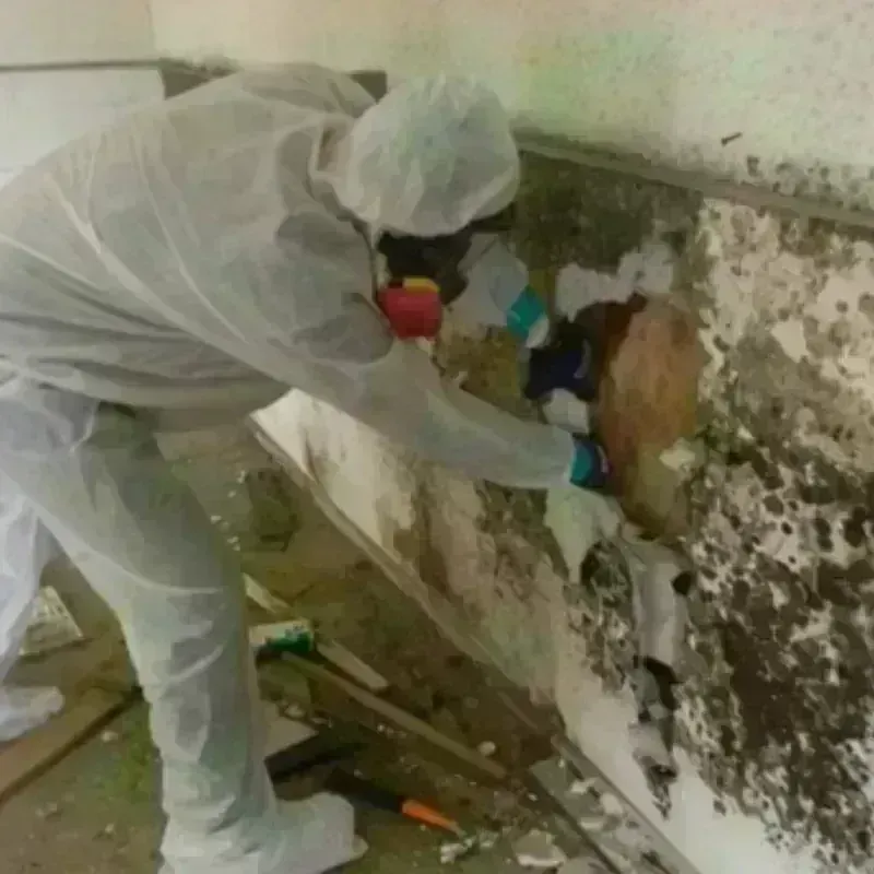 Mold Remediation and Removal in Hughesville, MD